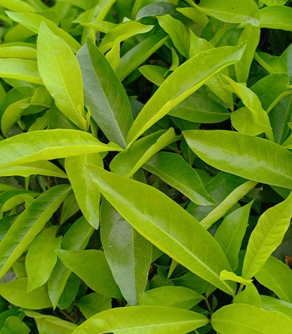 Pore Purifying Gentle Gel Cleanser - 150ml ingredient image 1