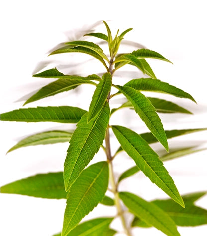 Shop By Concern Image