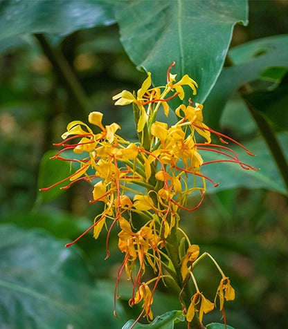 Oneskin Skin Renewal Toner 150ml ingredient image 3